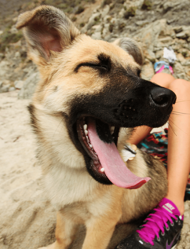 dog breath