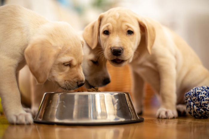 Should I feed my dog multiple proteins?