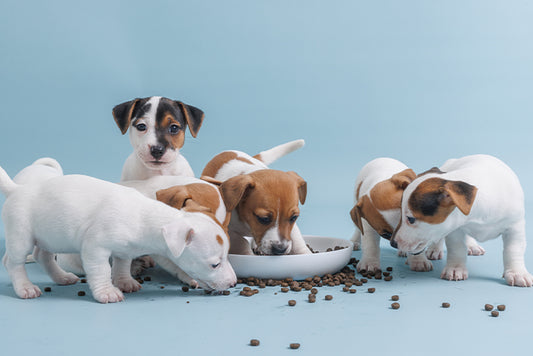 Muenster Dog Food for Puppies: From the Breeder’s Lens