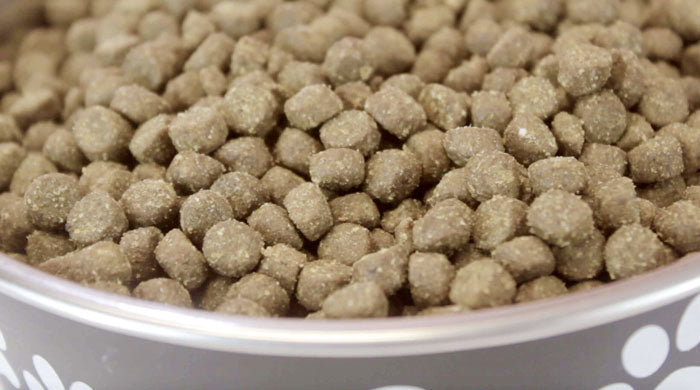 Best dog food in bowl
