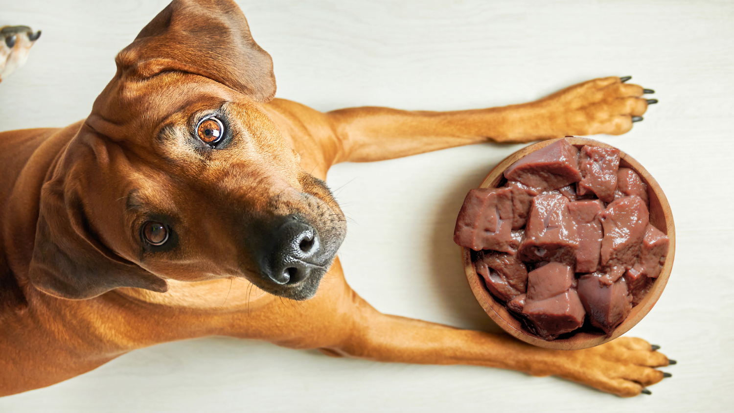 Brown dog lying beside a bowl filled with raw beef liver pieces