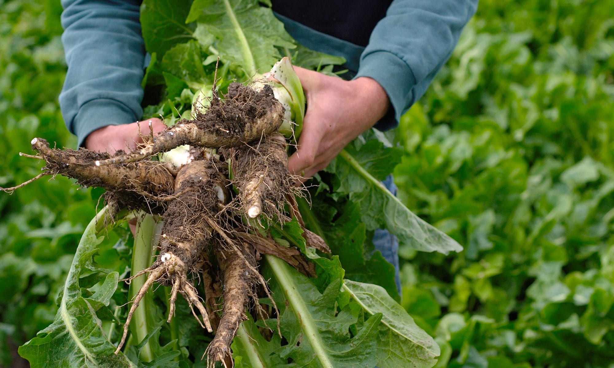 Featured Dog Food Ingredient of the Month: Chicory Root
