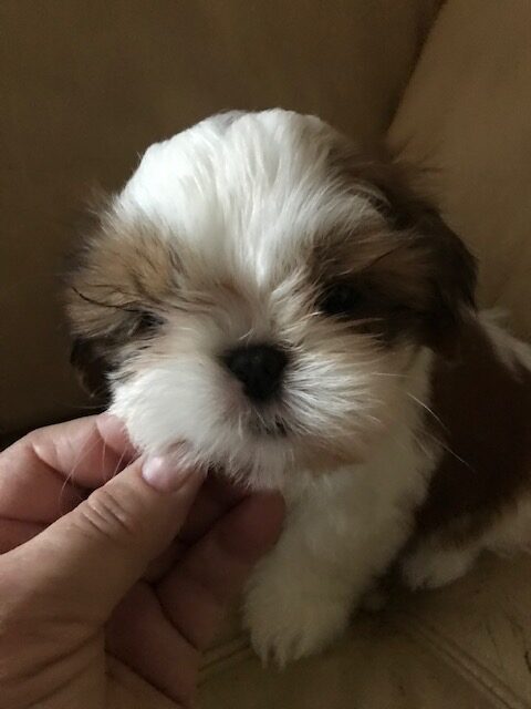 Shih tzu 6 weeks sales pregnant