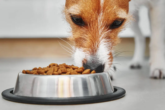Is It Time to Switch Your Dog's Food?