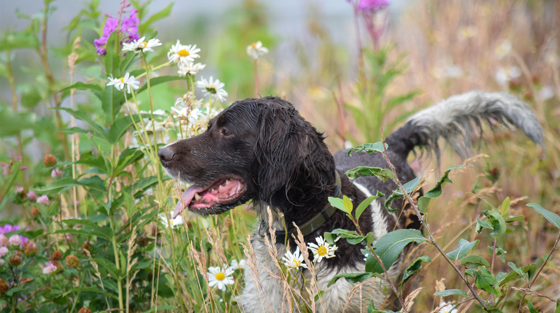 dog in field