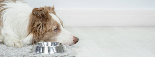 Tummy Trouble? Is Your Dog's Gut Unhappy?