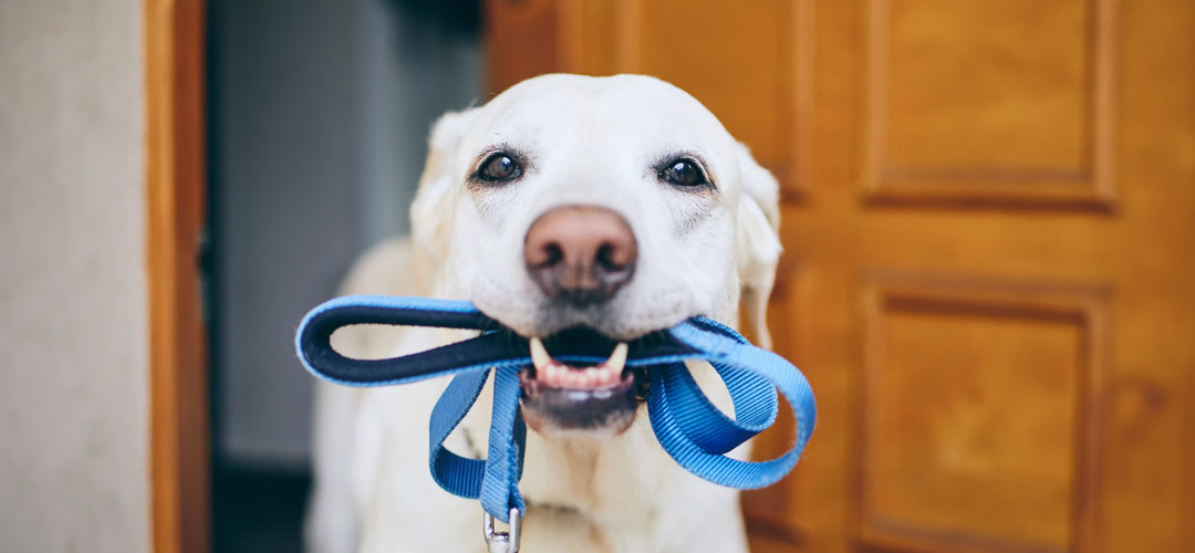 The Many Benefits of Walking Your Dog