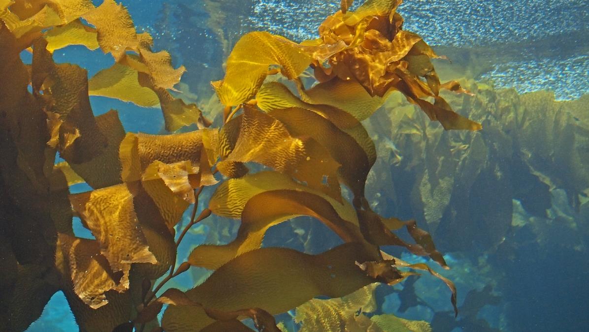 kelp horse food