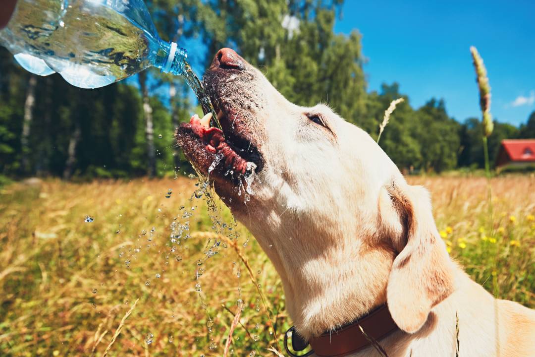 Your dog is drinking a lot of water? Here is Why