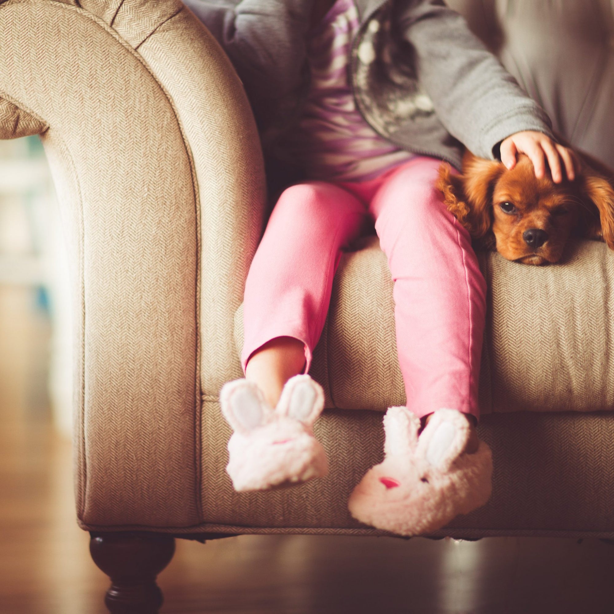 because dogs are family