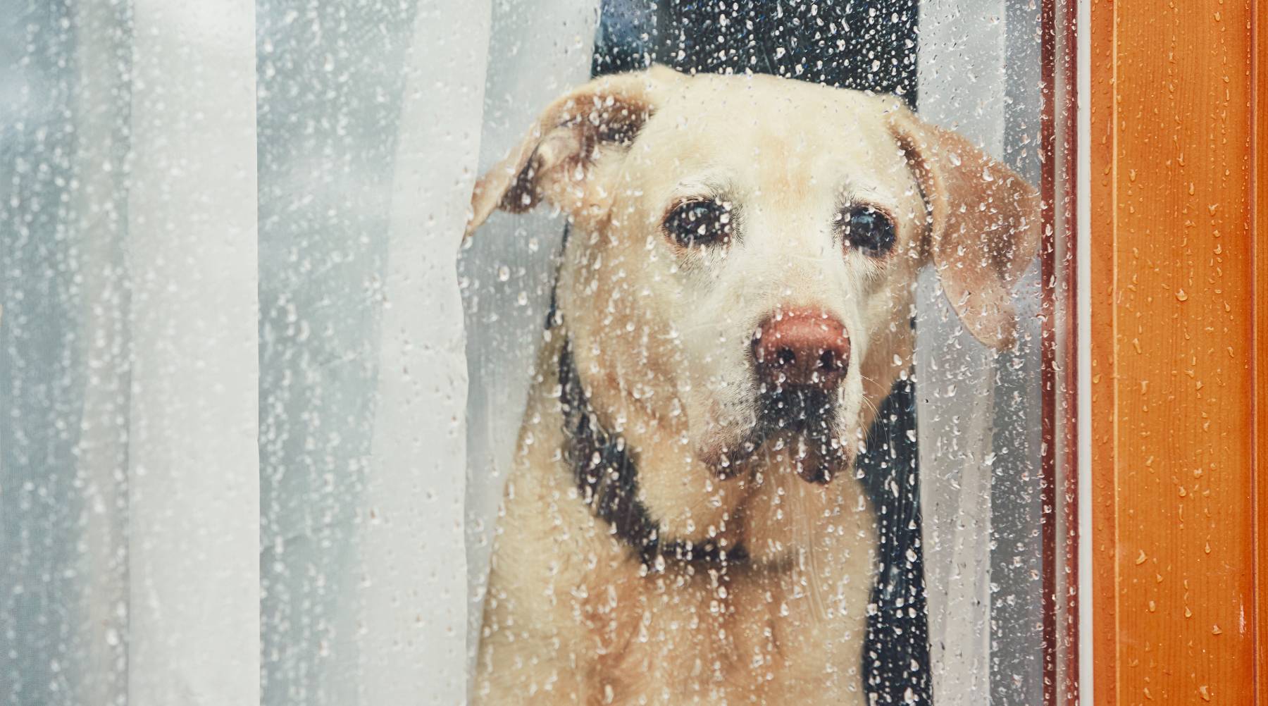 sad dog - helping your dog cope with change