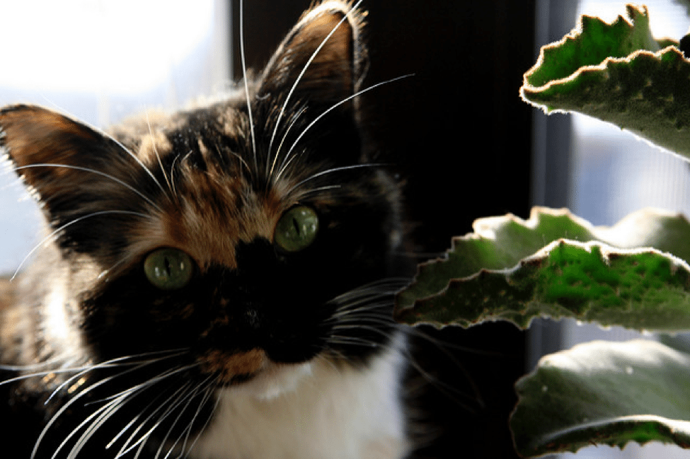 cat safety
