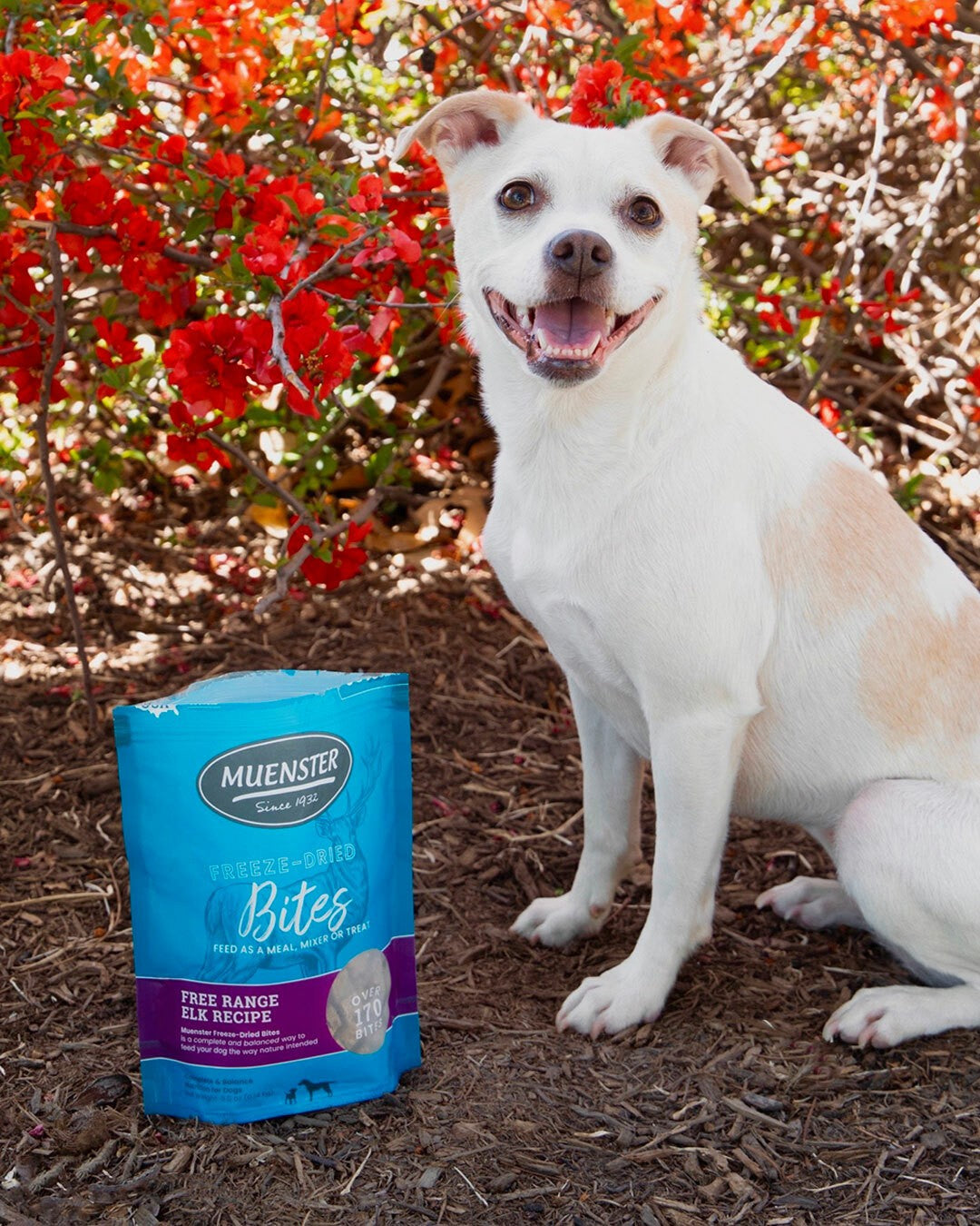 happy dog with freeze-dried elk bites bag