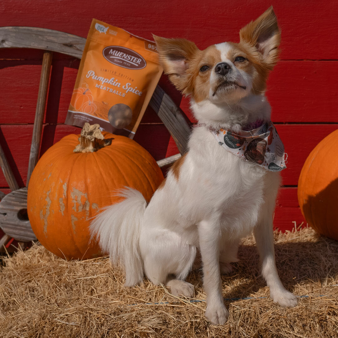 small dog with Pumpkin Spice meatballs feeling the fall vibe