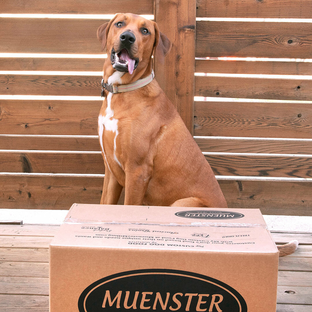 happy dog with a Muenster Pet delivery