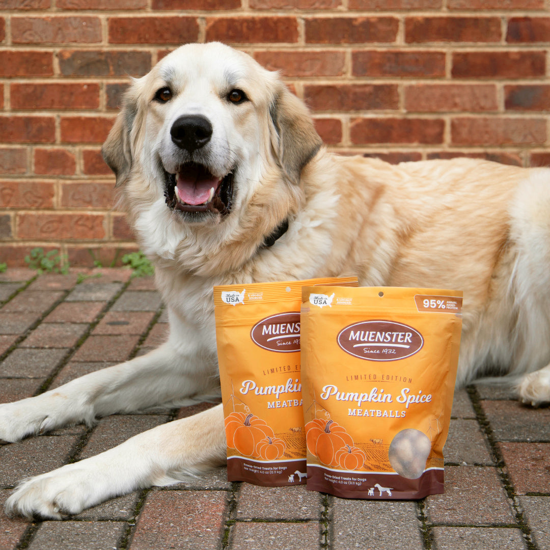 Happy lab with Muenster Pumpkin Spice Meatballs!