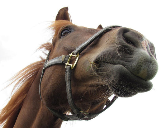 Horse Feed: Why Quality Fiber is Essential for Health