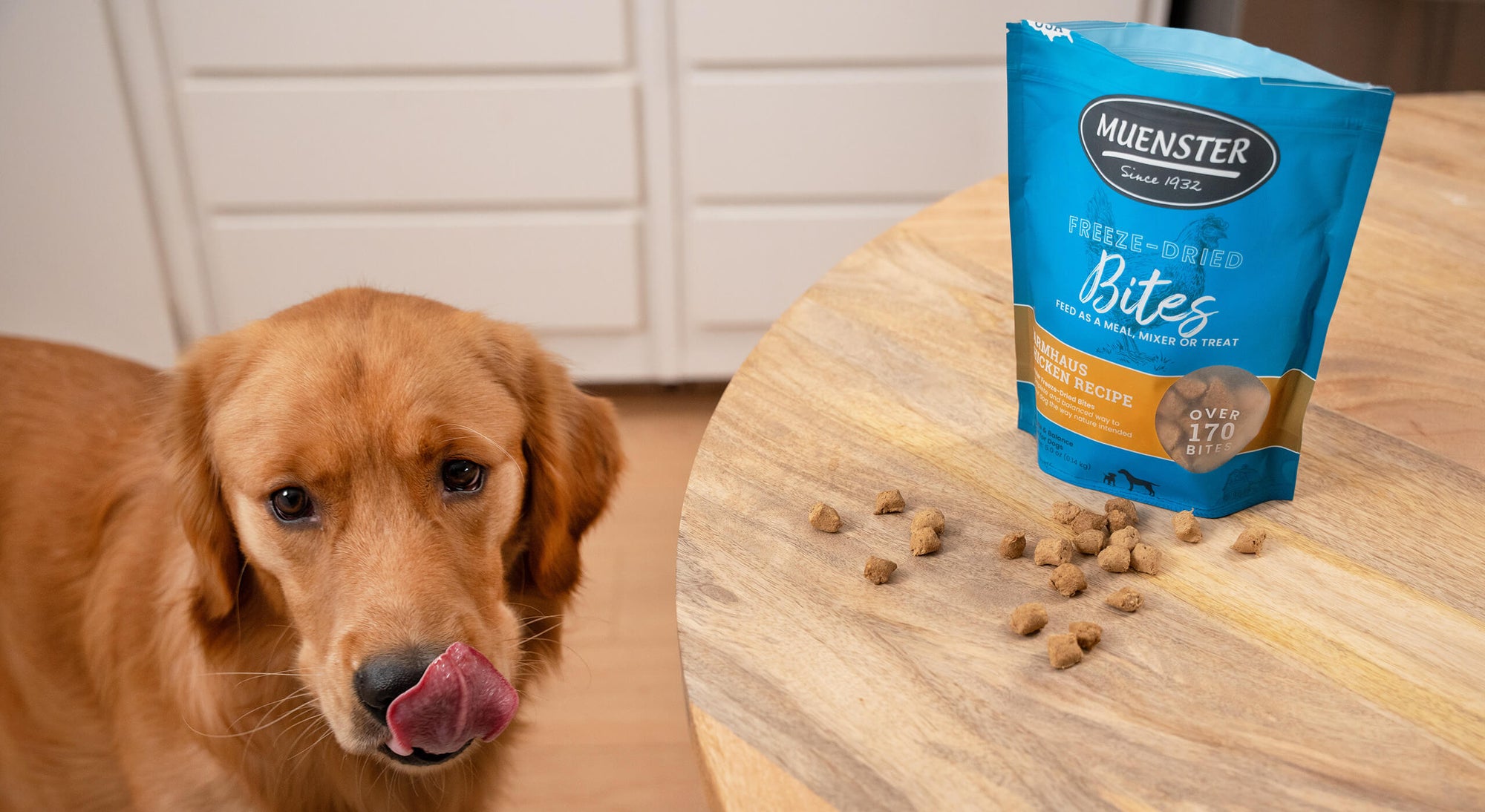Gold Retriever licking lips next to a bag of Muenster freeze-dried food