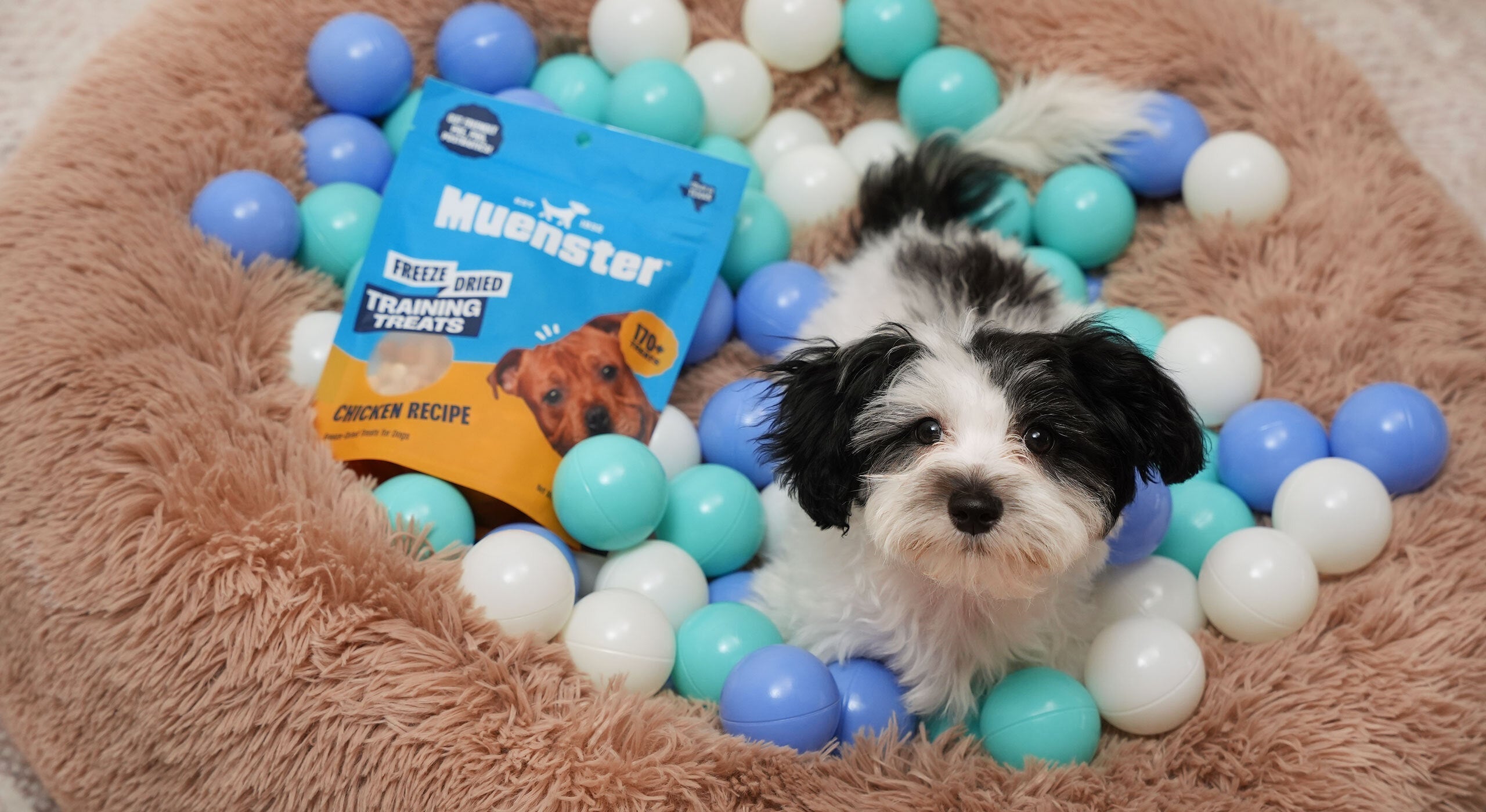 Back-to-School Tips for Dogs: Feeding, Exercise & Routine Changes