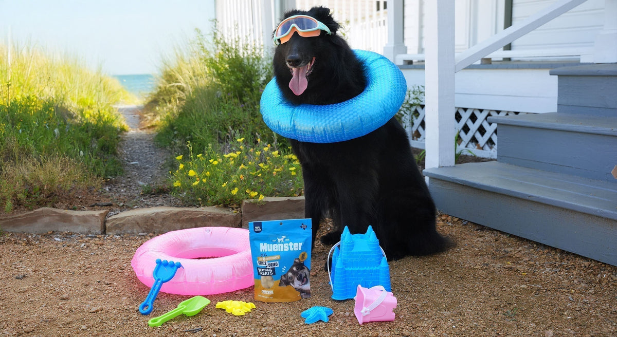 The Pups Behind the Camera: September Spotlight