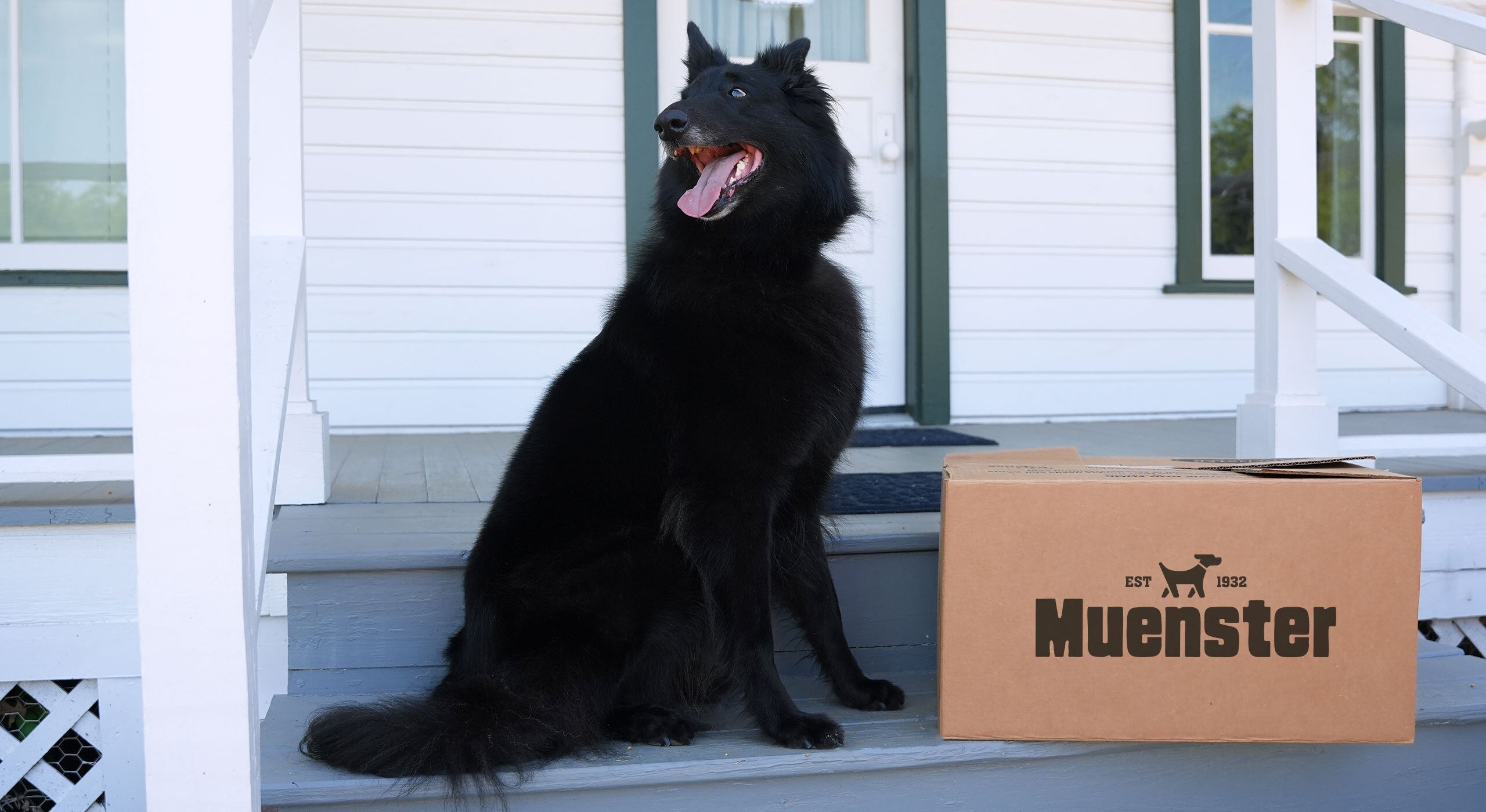 How to Transition Your Dog to a New Food: A 7- to 10-Day Guide