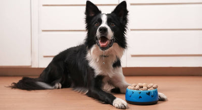 Is It Time to Switch Your Dog's Food?