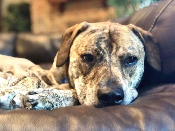dog resting on couch
