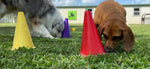 The Power of Enrichment for Dogs