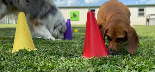 The Power of Enrichment for Dogs