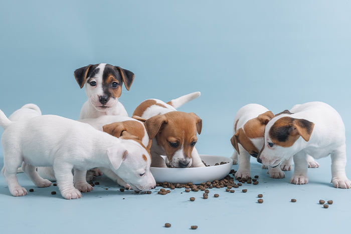 Muenster Dog Food for Puppies: From the Breeder’s Lens – Muenster Pet