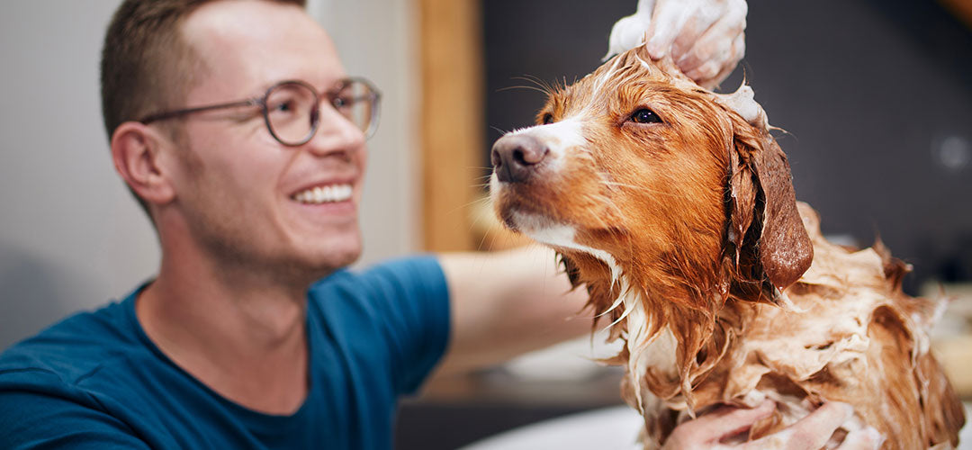 Do You Have What It Takes to Foster a Dog or Cat? Find Out Now