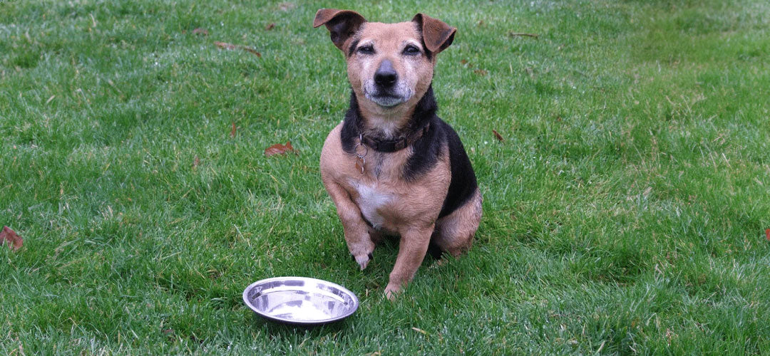 dog bowl