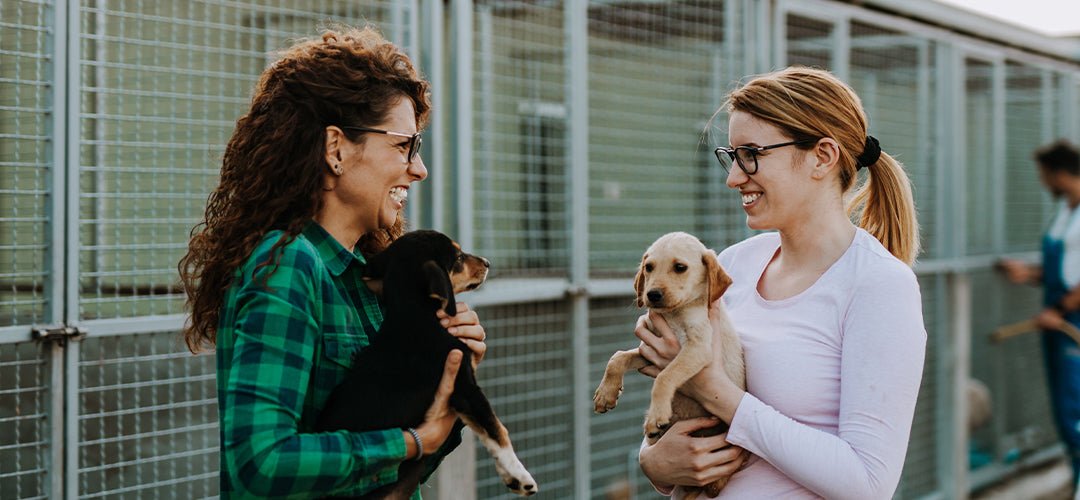 Pet Rescue Images Your Guide to Adopting a Shelter Pet – Muenster Pet