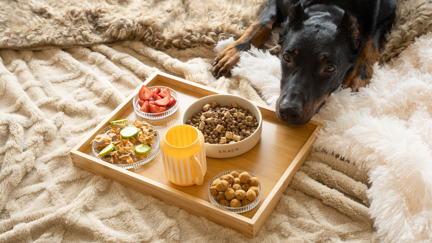 Best Dog Food for Kidney Disease