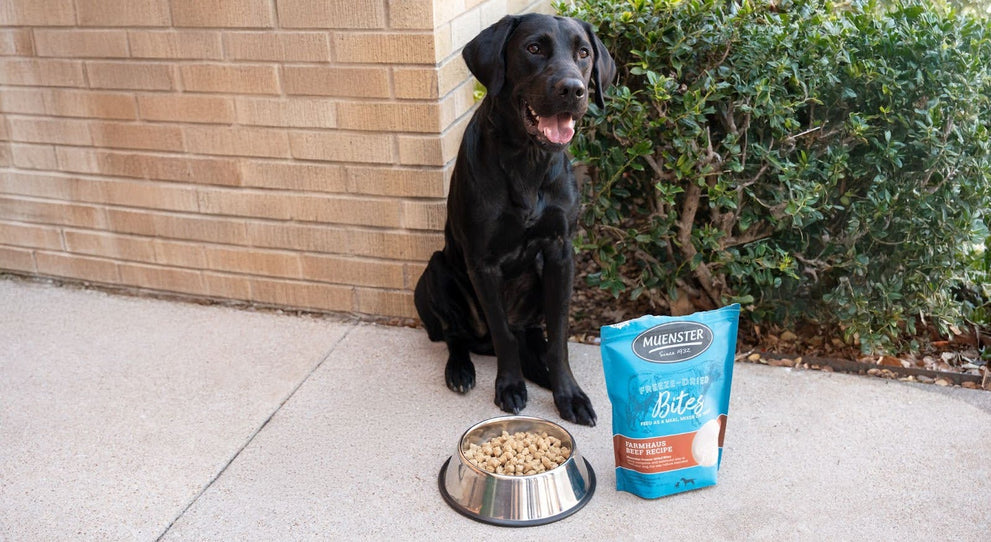 Black Lab Smiling Next to a Bag of Muenster’s Freeze-Dried Dog Food