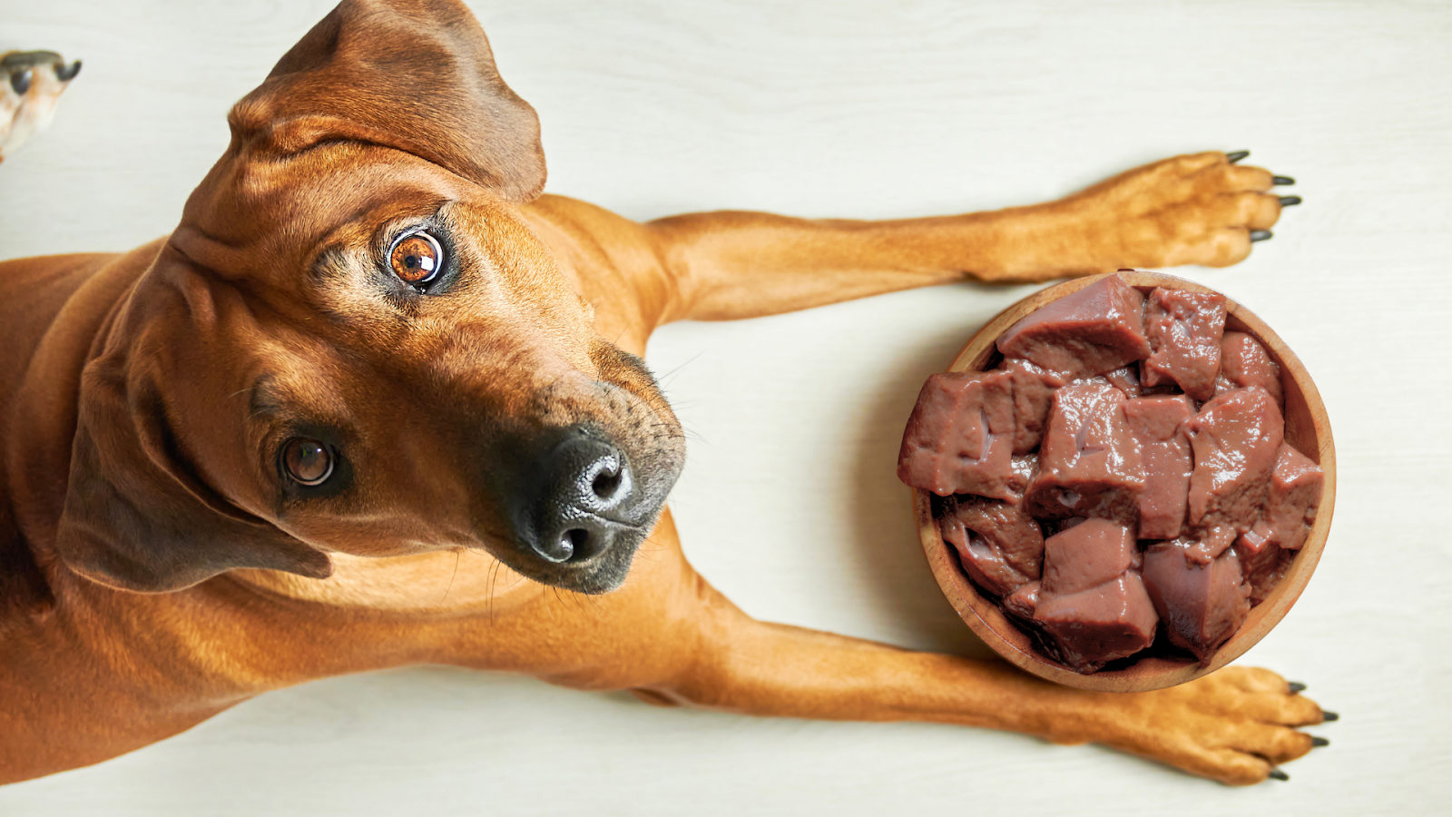 Brown dog lying beside a bowl filled with raw beef liver pieces