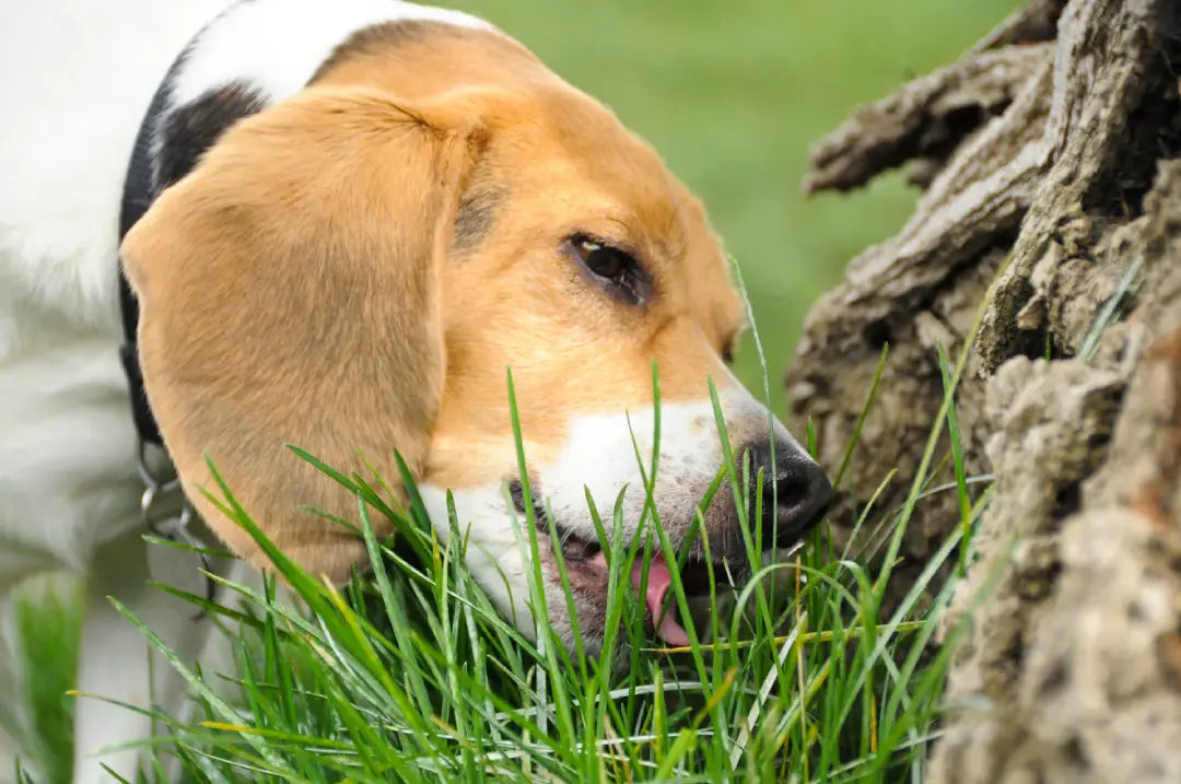 why do dogs eat poop? beagle eating poop