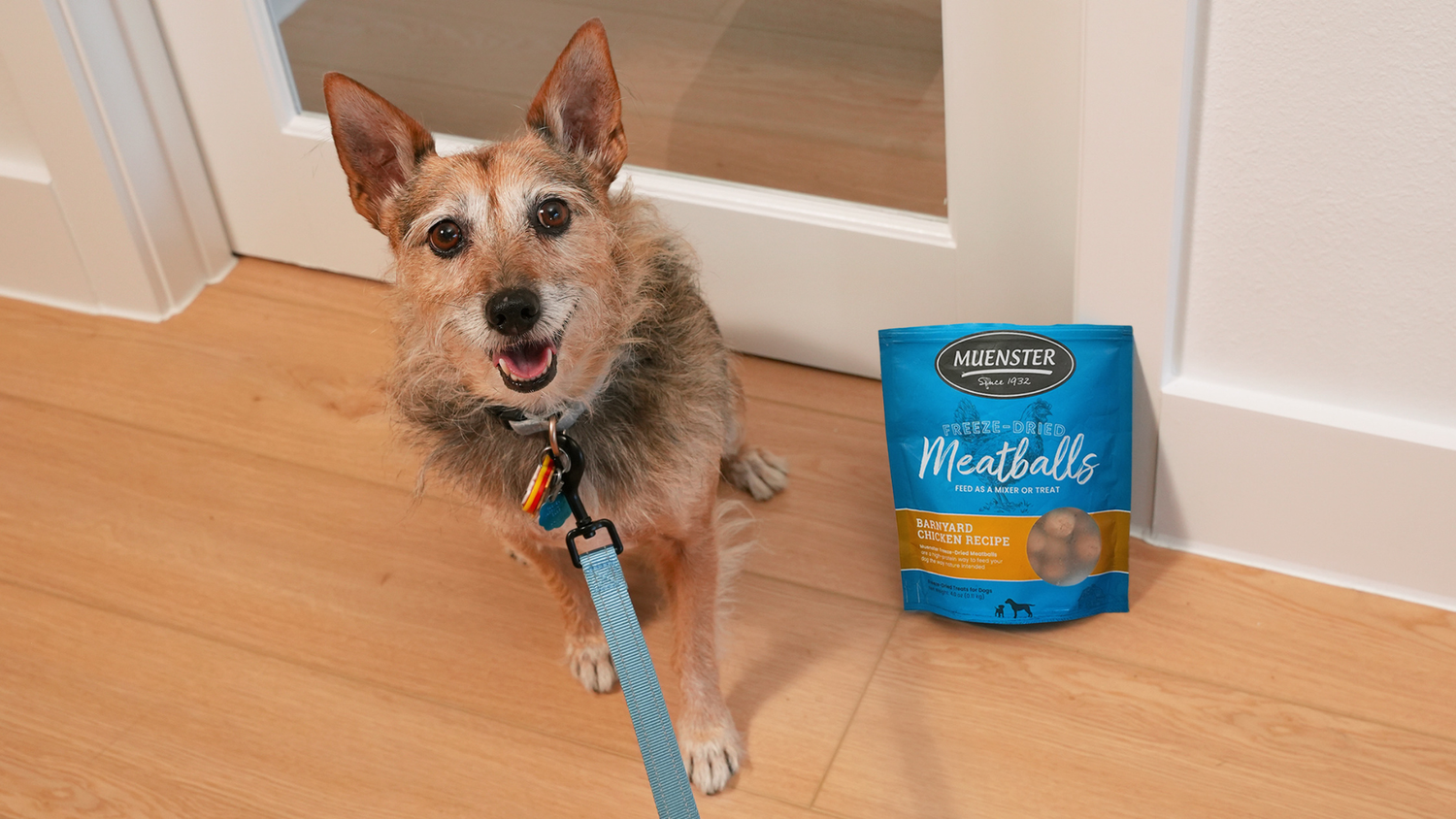Dog Food Causing Skin Irritation