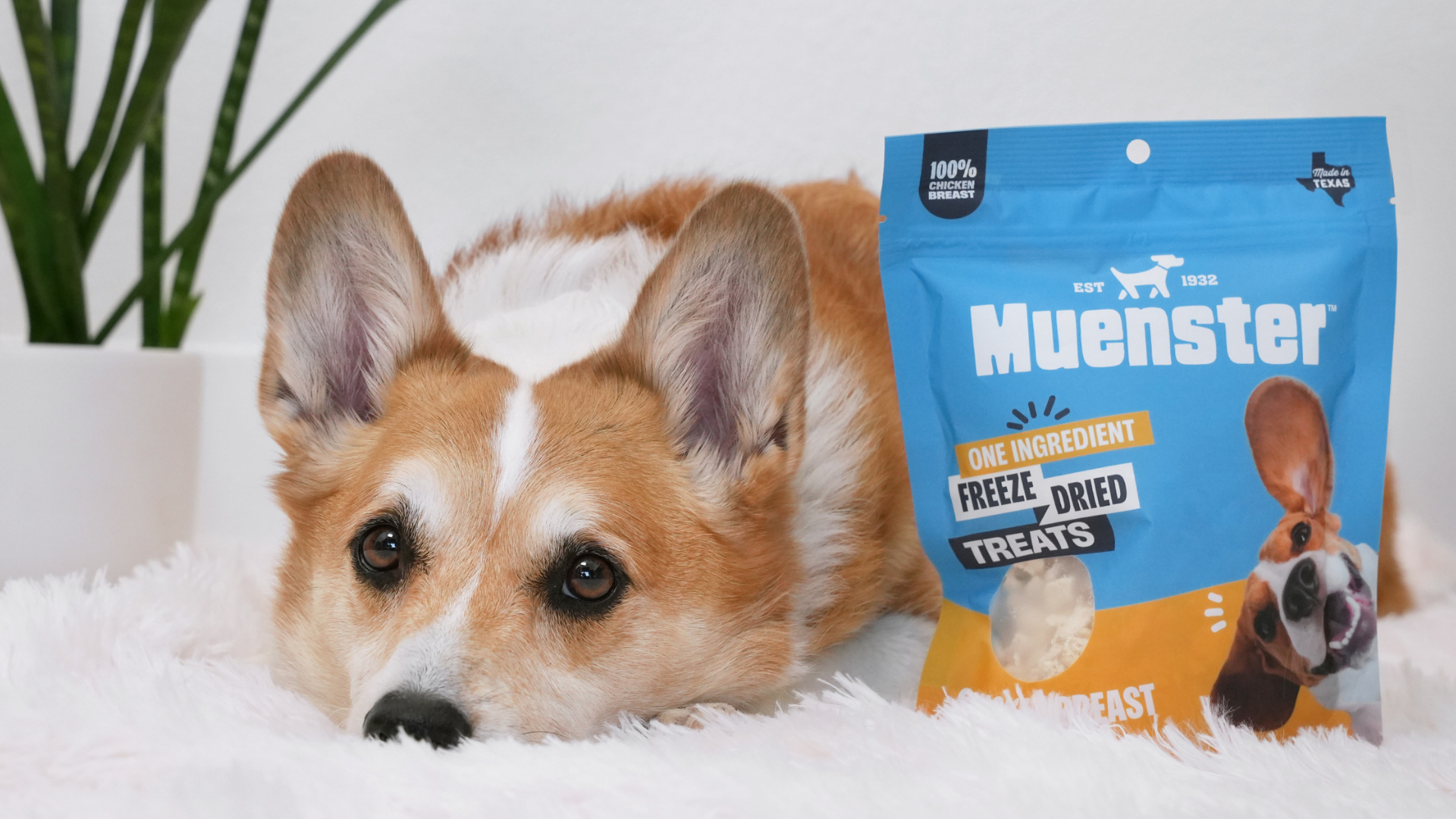 Dog Food Digestive Issues After Switching
