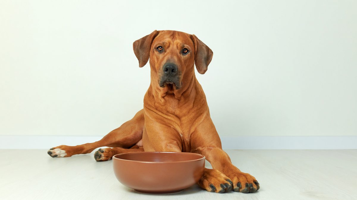 Dog Waiting Beside Empty Food Bowl