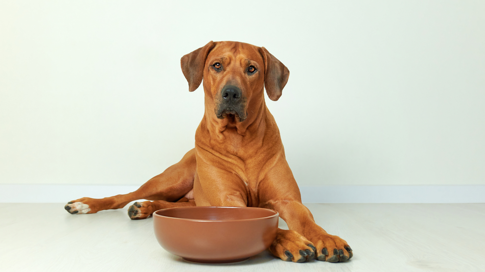 Dog Waiting Beside Empty Food Bowl