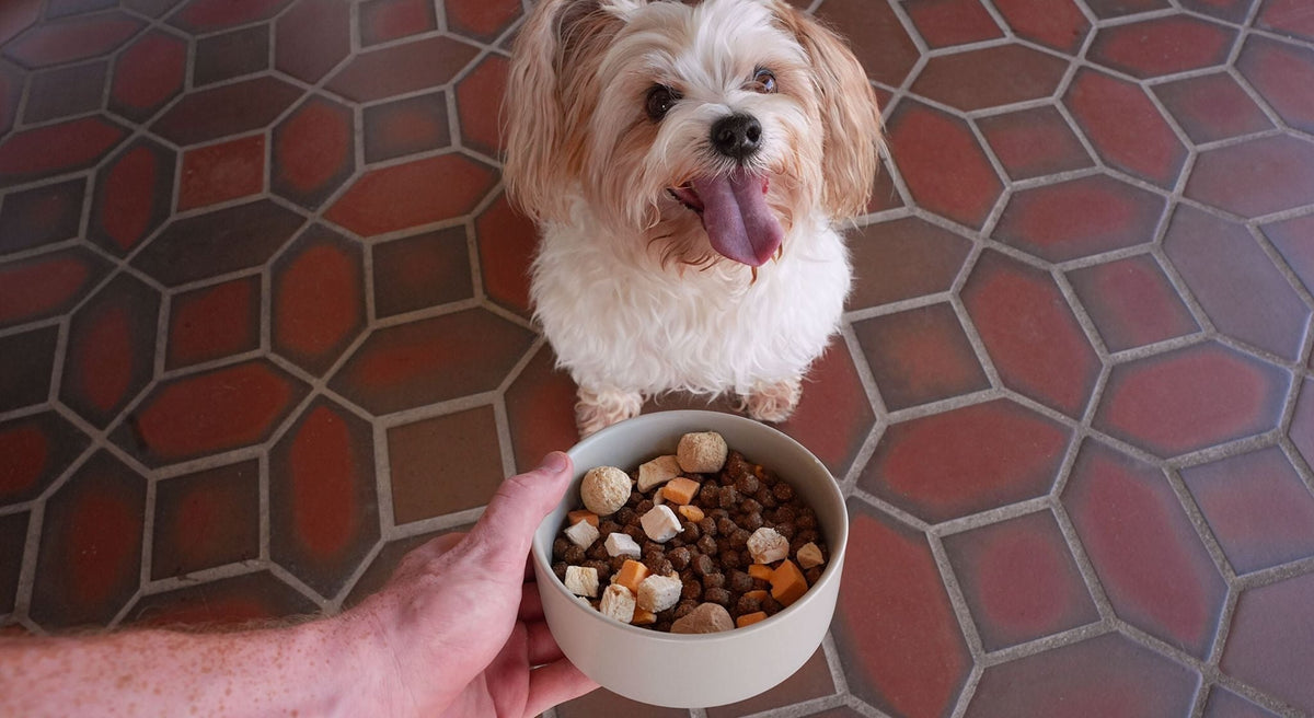 Freeze-Dried Toppers Vs. Fresh Dog Food
