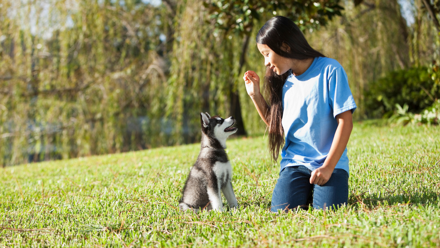 Girl training a husky puppy with treats in a park