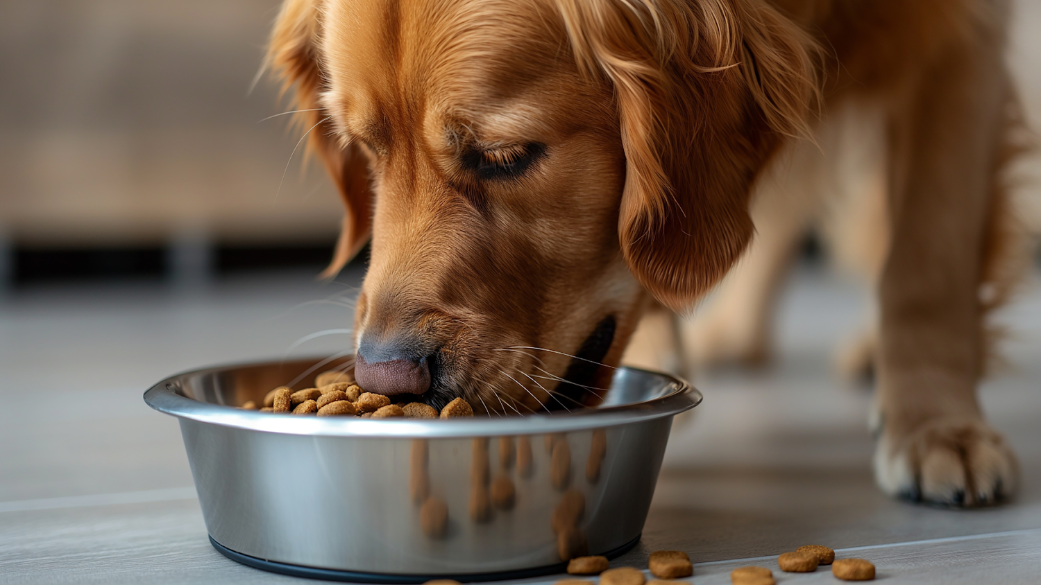 Golden Retriever eating from a stainless steel bowl filled with kibble