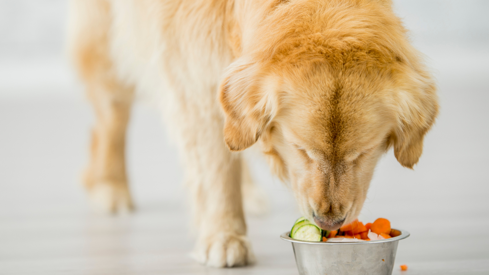 Golden retriever eating grain-free vegetables from a bowl