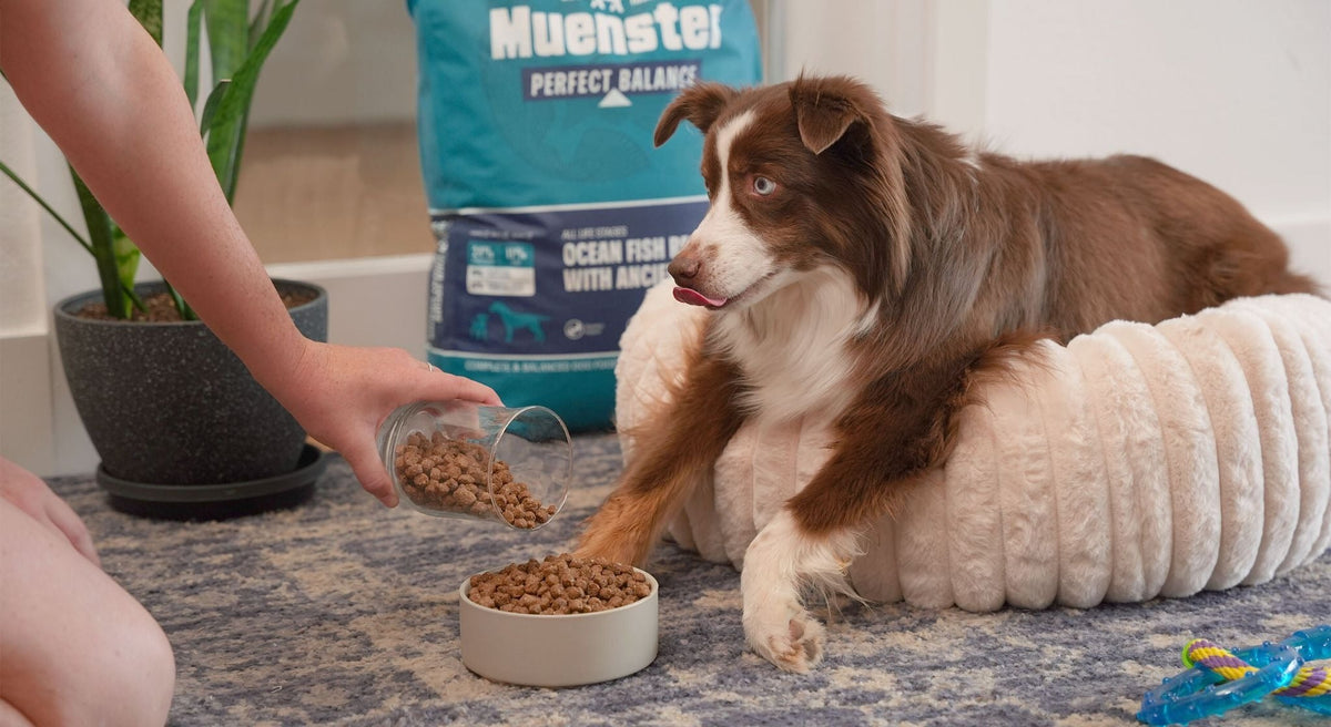 Healthiest Dry Dog Food