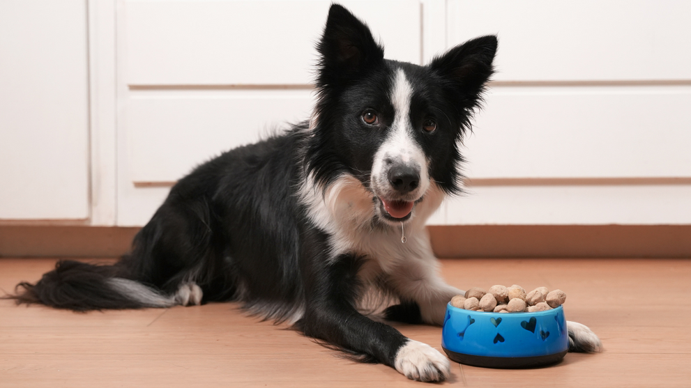 How Long Can a Dog Go Without Food