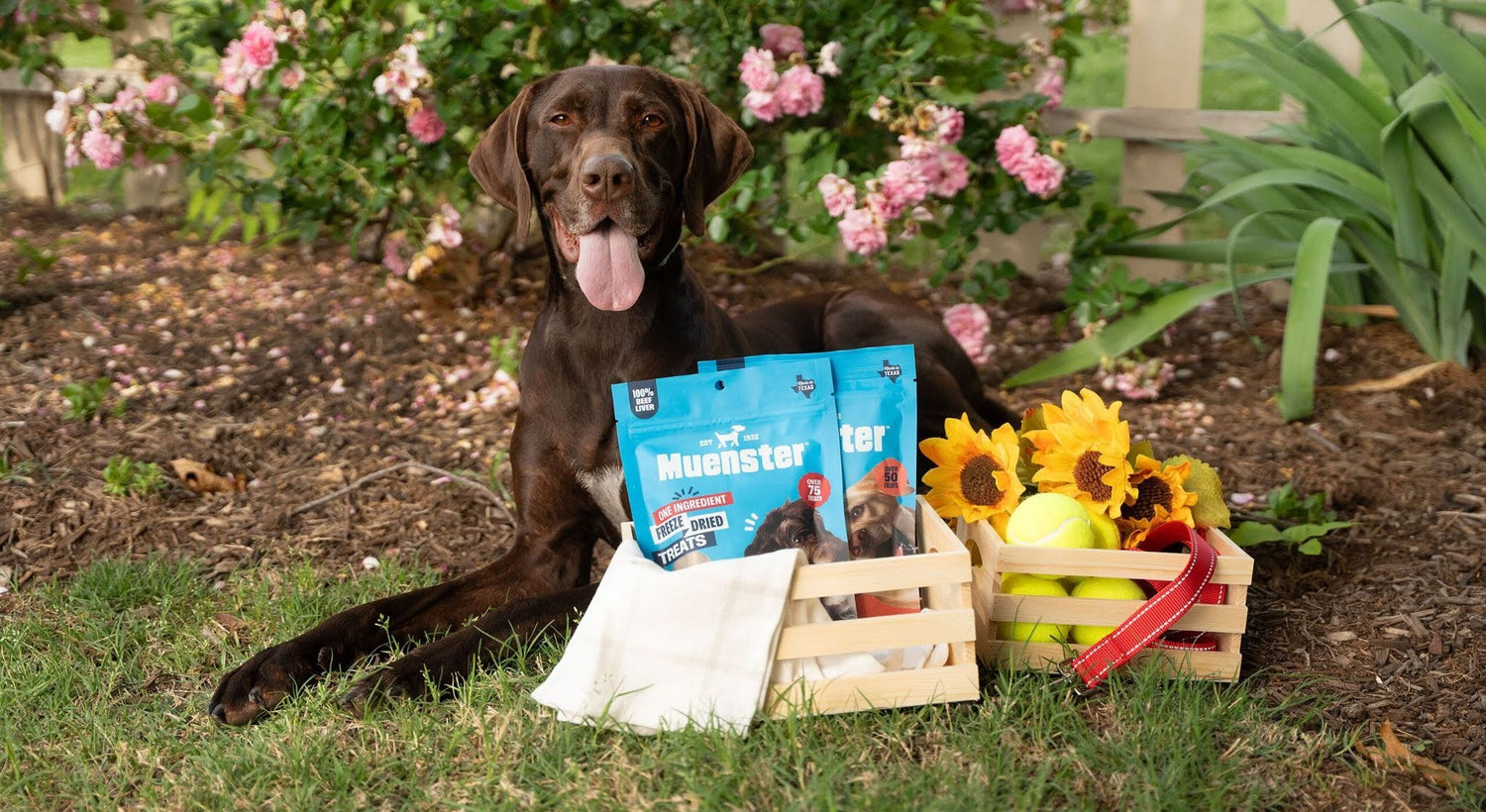 How Much Protein Does a Dog Really Need?