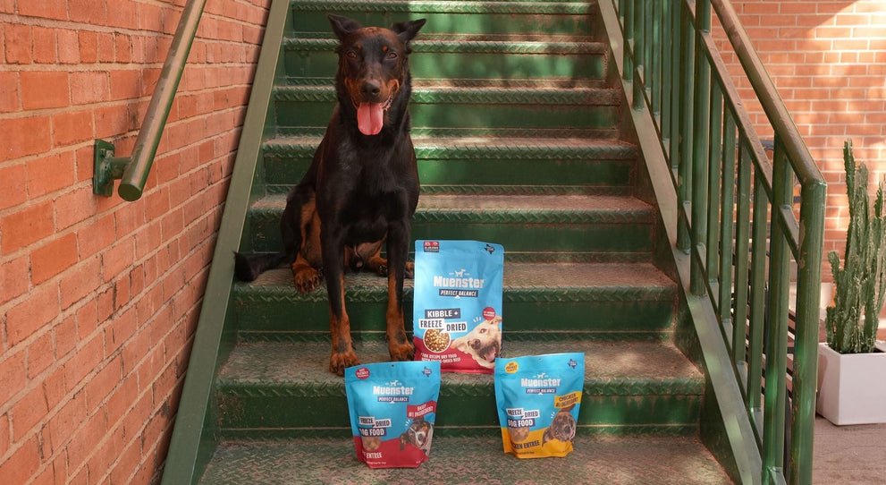 How Much Protein Is in Dog Food