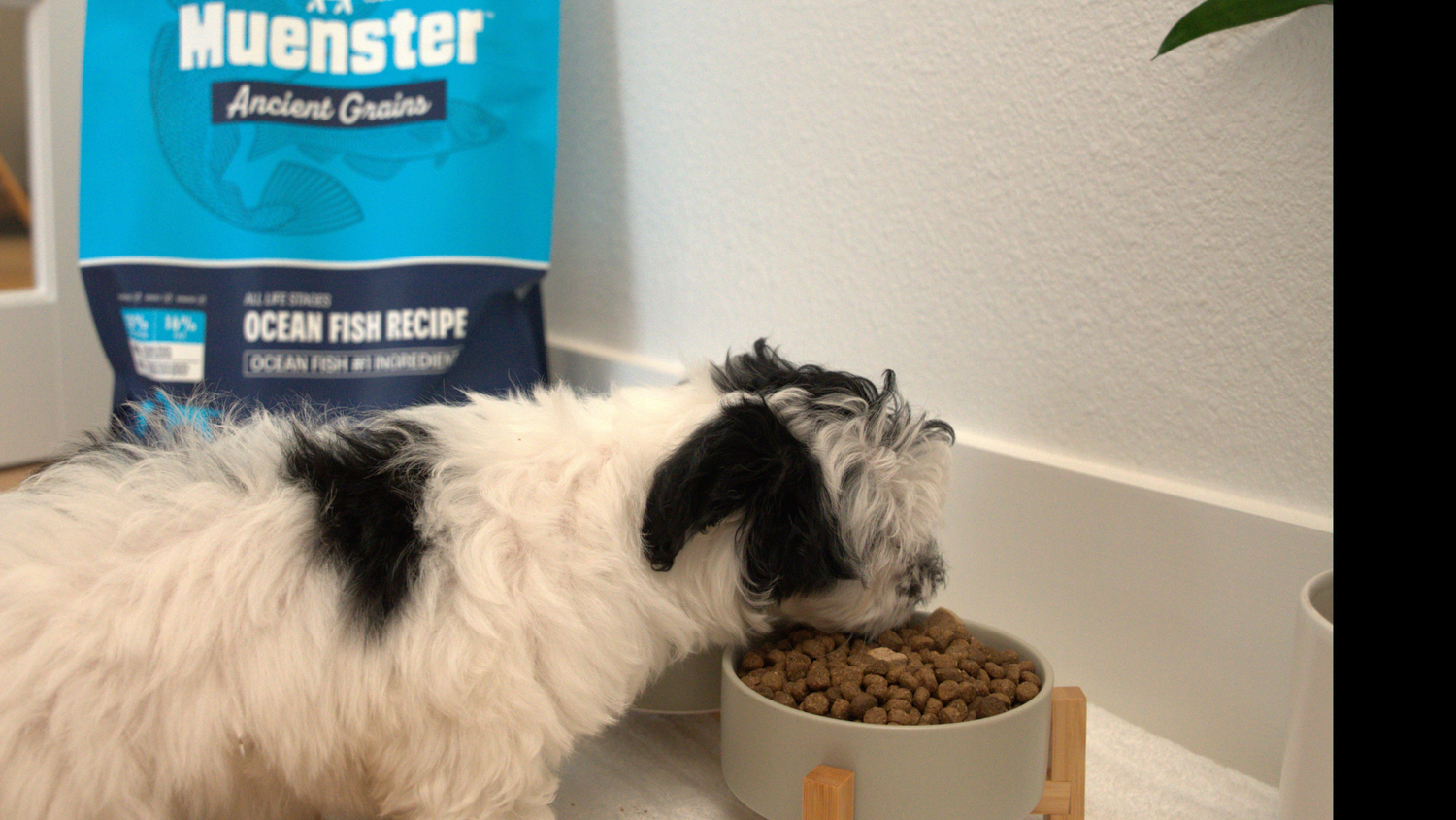 How to Introduce Ancient Grains Dog Food to a Picky Eater